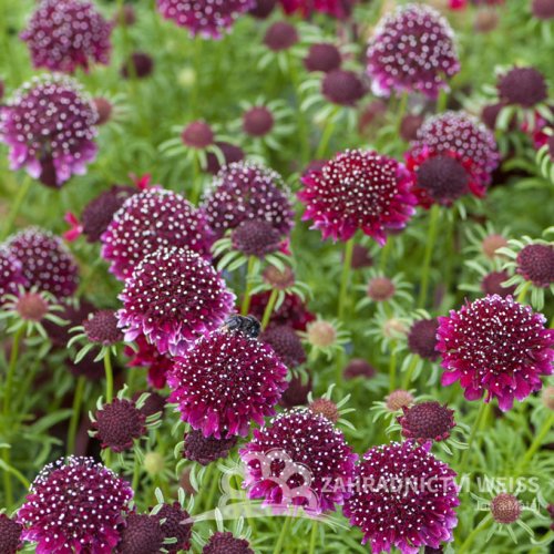 HLAVÁČ  FIALOVÝ - SCABIOSA COLUMBARIA BARROCCA