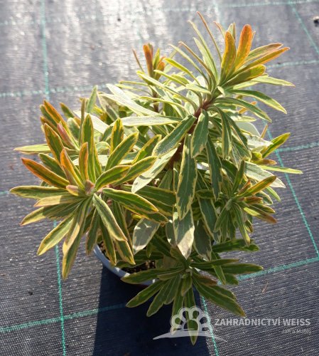 PRYŠEC - EUPHORBIA "ASCOT RAINBOW"
