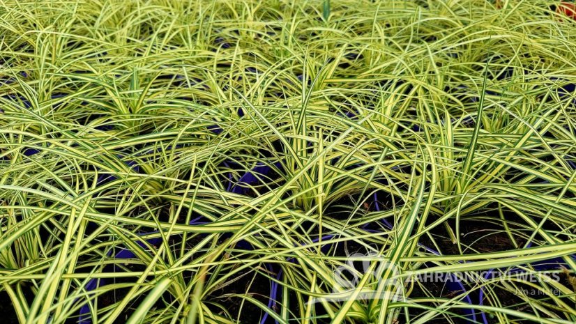 CAREX OSHIMENSIS MAXIGOLD