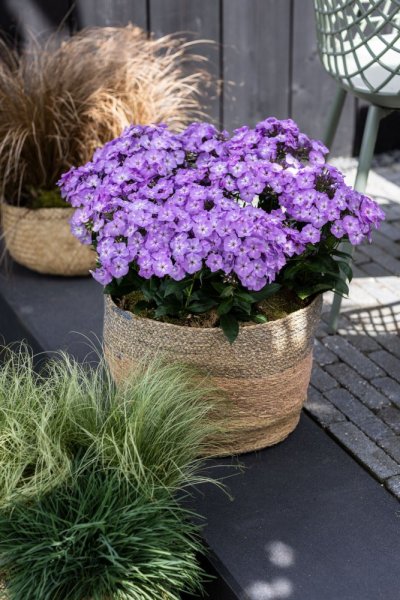 PHLOX PANICULATA  FLASTSCREEN LILAC