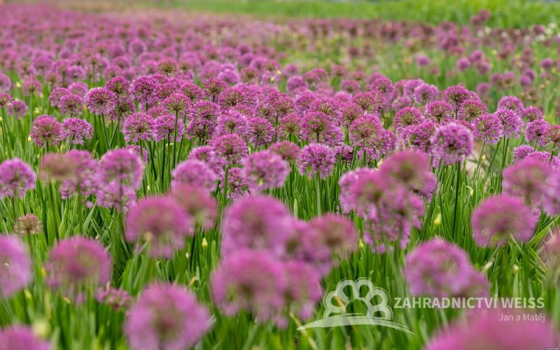 OKRASNÝ ČESNEK - ALLIUM HYBRIDA MILLENIUM
