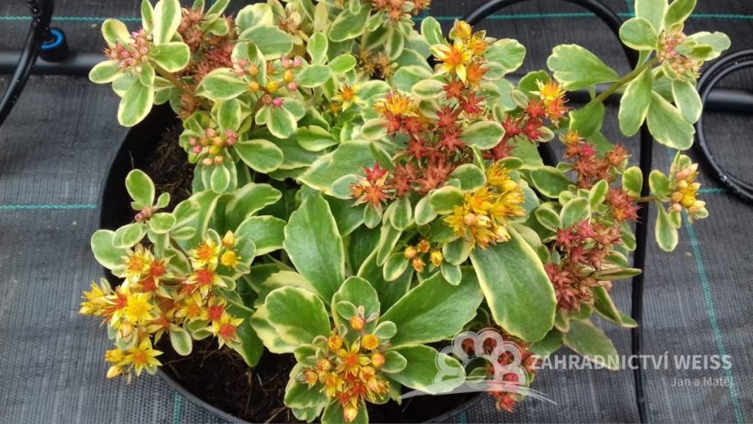 SEDUM KAMTSCHATICUM ´VARIEGATUM´ - ROZCHODNÍK KAMČATSKÝ