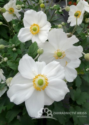 ANEMONE HONORINE JOBERT