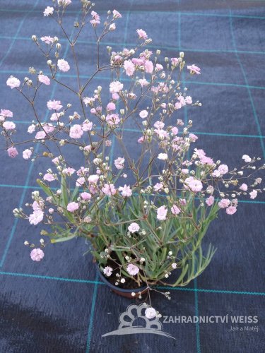 GYPSOPHILA RŮŽOVÁ - GYPSOPHILA PANICULATA PINK WEDDING