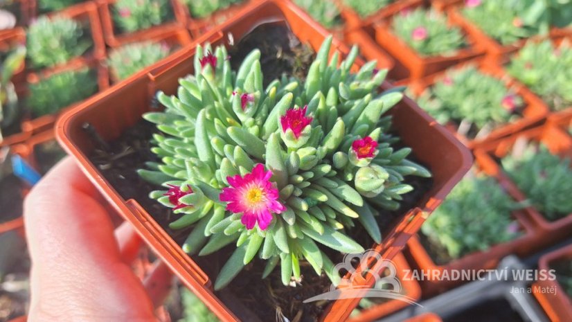 DELOSPERMA COOPERI JEWEL OF DESERT AMETHYST