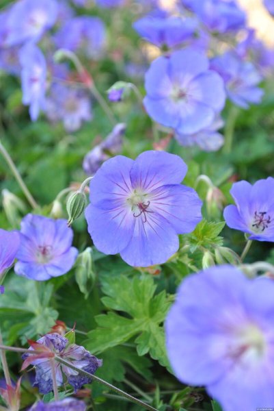 KAKOST - GERANIUM  HYBRIDA ROZZANE