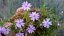 FLOX PLAZIVÝ - PHLOX SUBULATA FABULOUS BLUE VIOLET