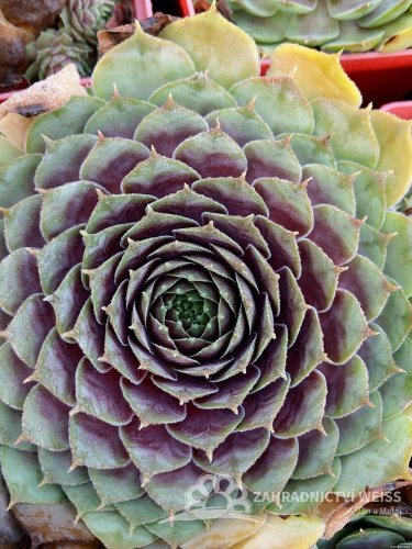NETŘESK – SEMPERVIVUM BIG SAM PURPLE QUARTZ