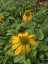 ECHINACEA PURP. PRAIRIE BLAZE GOLDEN YELLOW