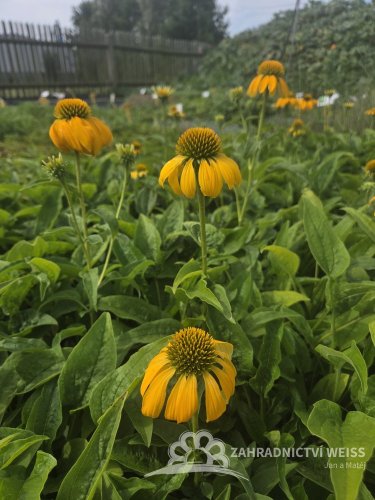 ECHINACEA PURP. PRAIRIE BLAZE GOLDEN YELLOW