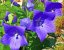 PLATYCODON GRANDIFLORUS - BOUBELKA