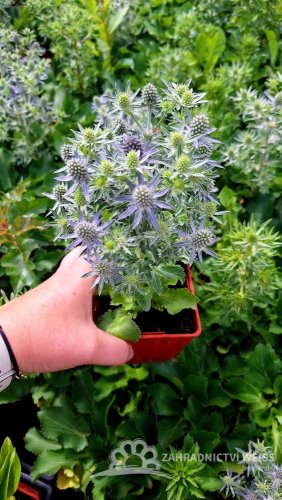 MAČKA - ERYNGIUM PLANUM BLUE HOBIT