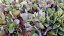 SEDUM HYBR. GLOBE PURPLE
