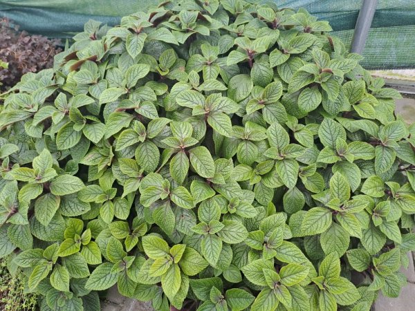 PLECTRANTHUS PURPUROVÝ