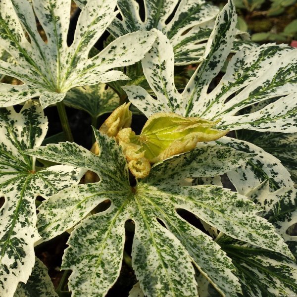 FATSIA JAPONICA SPIDER´S WEB