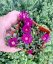 DELOSPERMA - SUNDELLA LEVANDER