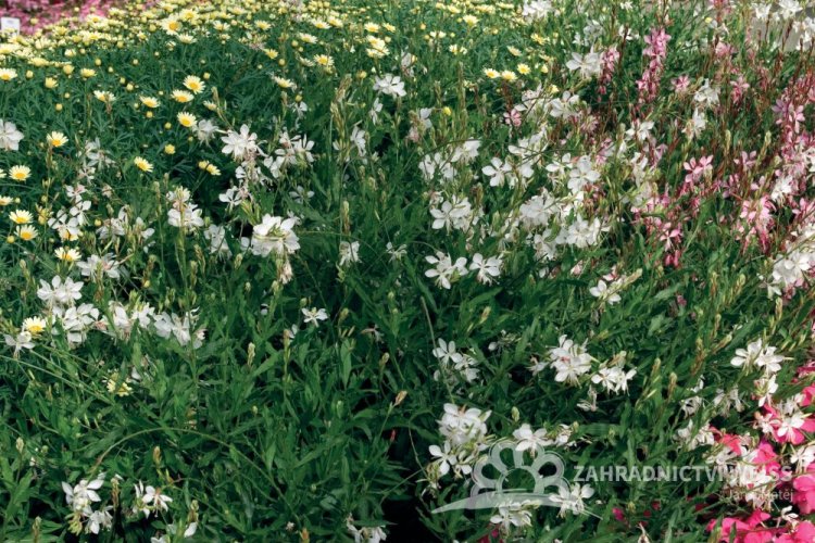 GAURA LINDHEIMERI – GEYSER WHITE
