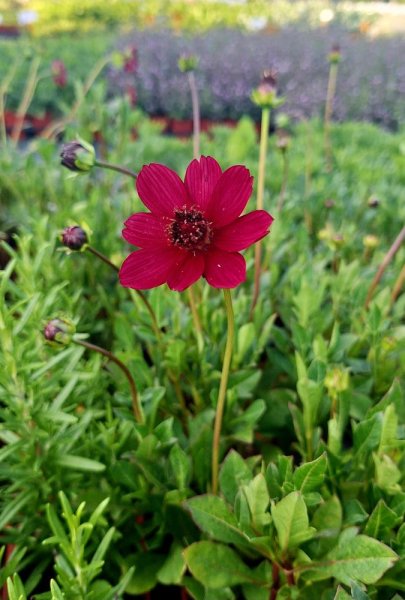 KOSMOS - COSMOS ATROSANGUINEUS CHERRY CHOCOLATE