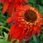 ECHINACEA HOT PAPAYA