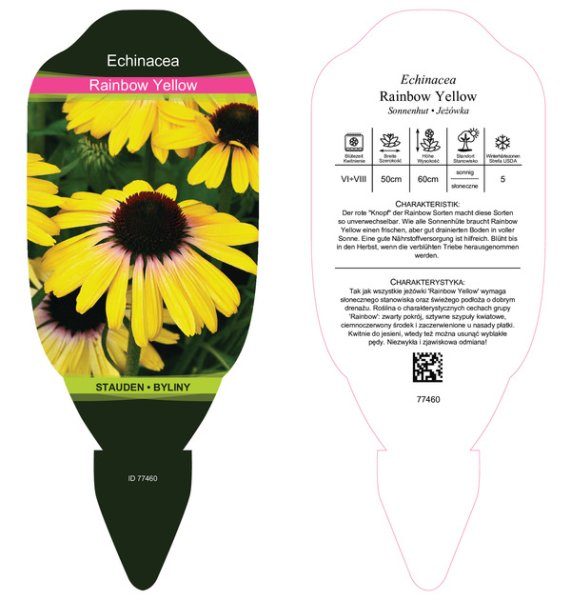 ECHINACEA PURPUREA – RAINBOW YELLOW