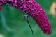 MOTÝLÍ KEŘ - BUDDLEJA DAVIDII ROYAL RED