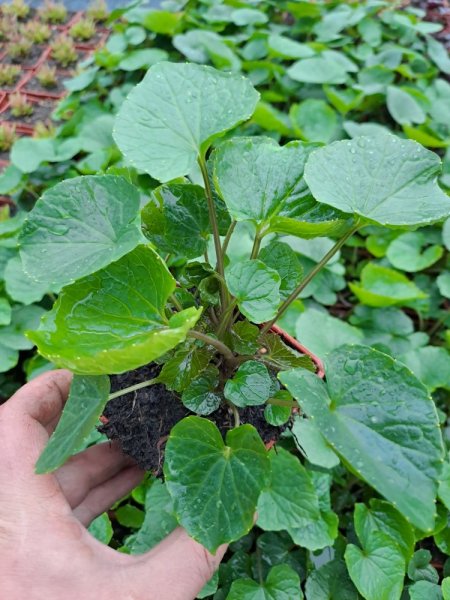 WASABI - WASABIA JAPONICA