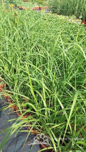 MISCANTHUS SINENSIS – OZDOBNICE ČÍNSKÁ - DAVID