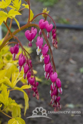 SRDCOVKA NÁDHERNÁ - DICENTRA GOLD HEART