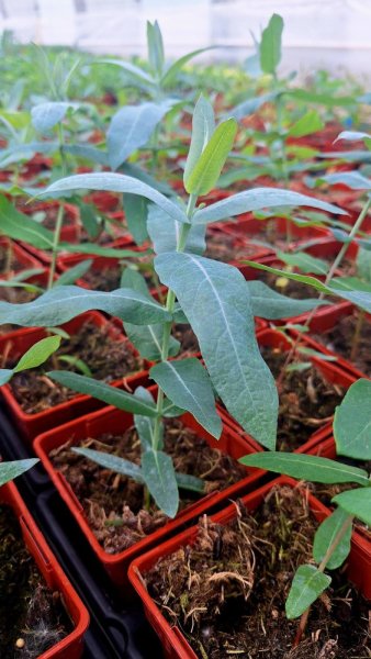 EUKALYPTUS - EUCALYPTUS GLOBULUS