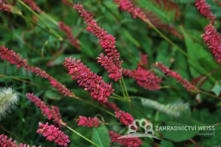PERSICARIA AMPLEXICAULIS DARK RED - RDESNO