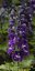 DELPHINIUM DARK BLUE