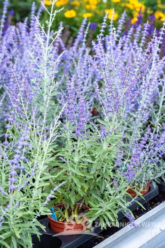 PEROVSKIA ATRIPLICIFOLIA -  PEROVSKIE ZASHA