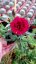 KARAFIÁT - DIANTHUS CARYOPHYLLUS CODE ® BICOLOUR