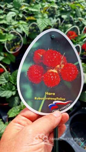 STROMKOVÝ MALINÍK - RUBUS RASBERRY TOWER HARA