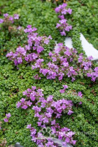 MATEŘÍDOUŠKA - THYMUS PRAECOX MINOR