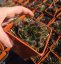 NETŘESK - SEMPERVIVUM TECTORUM