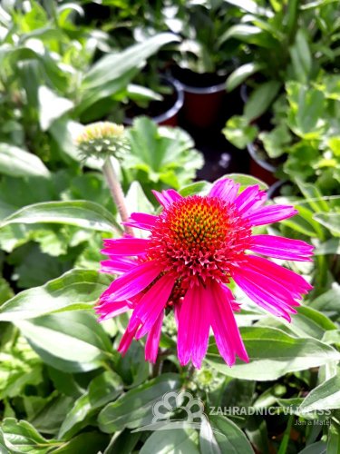 ECHINACEA PURPUREA DELICIOUS CANDY  ®