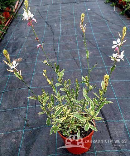 GAURA LIND. CORRIES GOLD