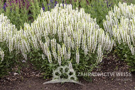 ŠALVĚJ HAJNÍ - SALVIA NEM. SENSATION WHITE