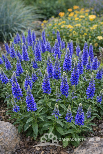 ROZRAZIL KLASNATÝ - VERONICA SPICATA ANNIVERSARY BLUE
