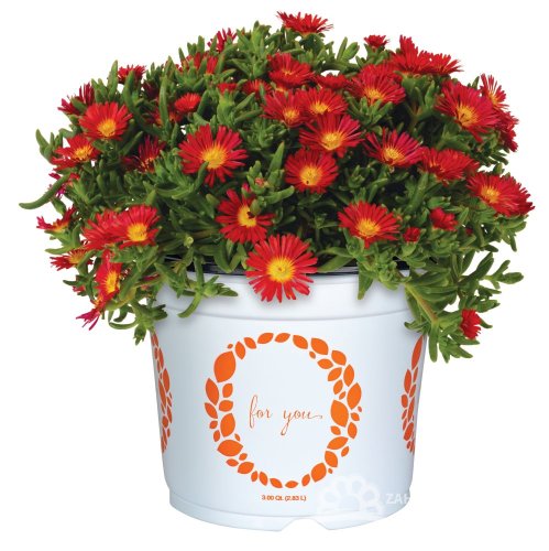 DELOSPERMA SOLSTICE SCARLET RED