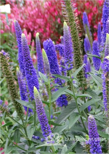 VERONICA LONGIFOLIA FIRST GLORY ®