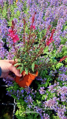 GAURA LINDHEIMERI DARK PINK