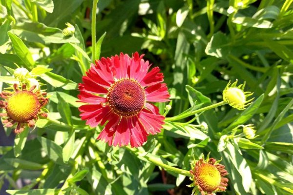 HELENIUM x HYB. MOERHEIM BEAUTY