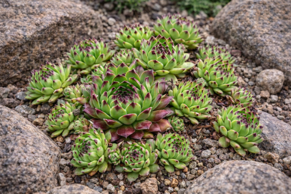 NETŘESK SEMPERVIVUM HYBR. REINHARD