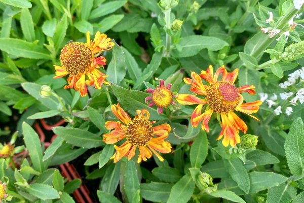 HELENIUM – BICOLOUR RED