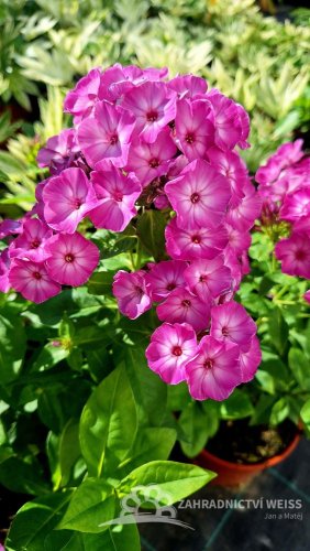 PHLOX PAN. FLAME PURPLE EYE