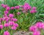 SMOLNIČKA - SILENE VISCARIAL - LYCHNIS CHERRY BUBBLES