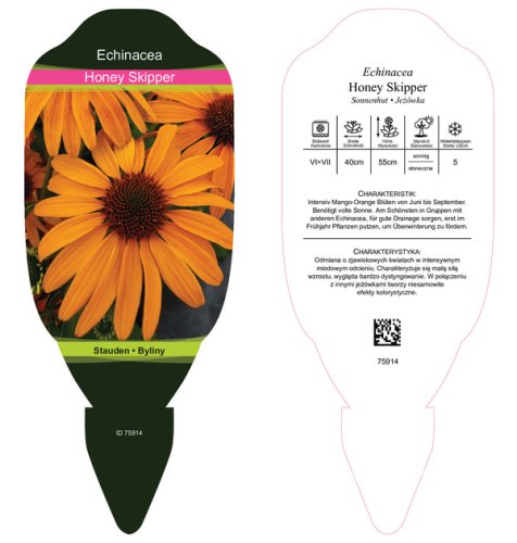 ECHINACEA PURP. HONEY SKIPPER