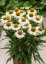ECHINACEA MEDITATION WHITE